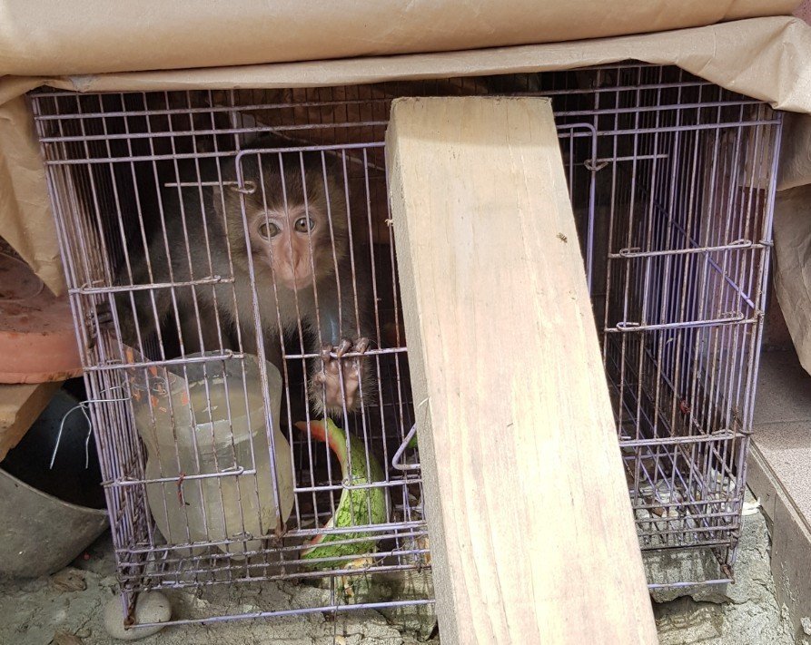 基隆一名男子將未滿6個月大的台灣獼猴關籠飼養遭動保所查獲。 基隆動保所/提供