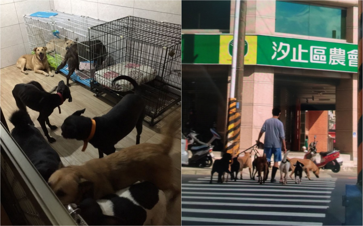 劉姓飼主在家中飼養26隻浪犬，不僅環境整潔(左)，每天還會帶牠們出門散步(右)。 新北市動保處/提供