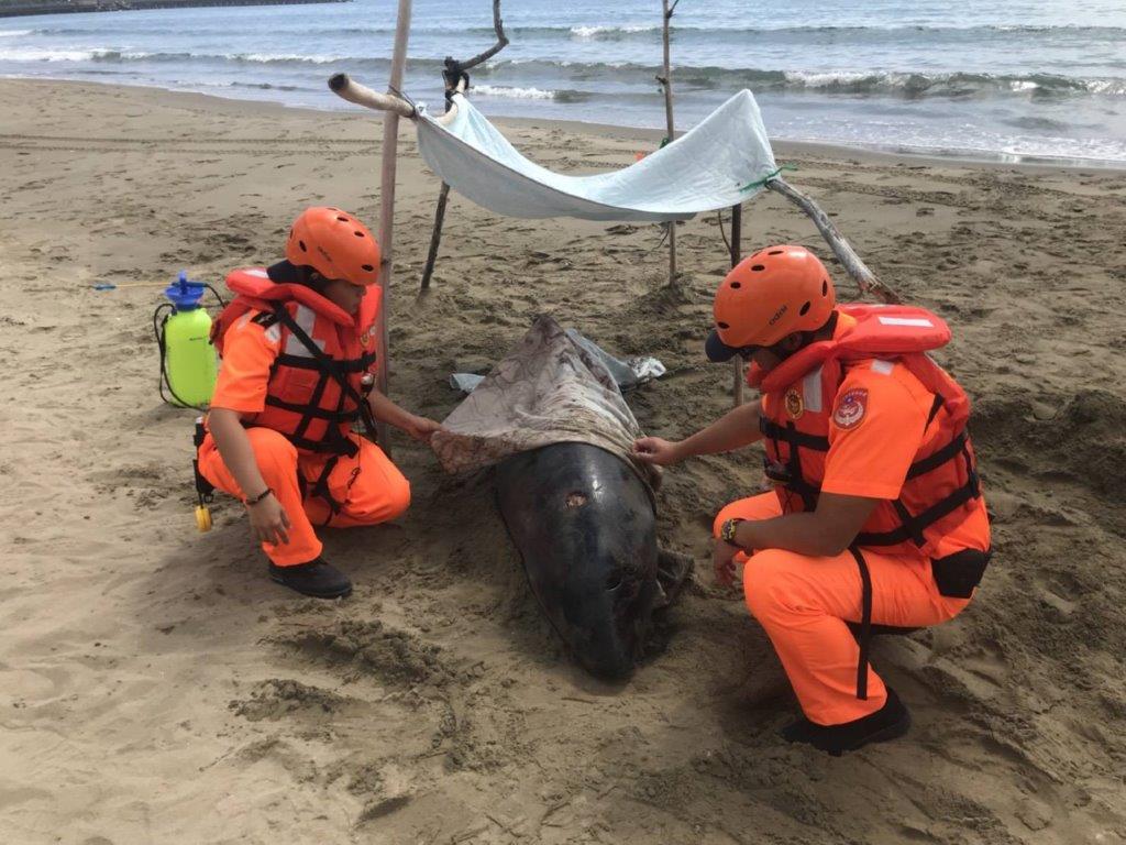 車城鄉有一隻侏儒抹香鯨擱淺在沙灘上，趕往現場的海巡人員架起遮陽棚，並以濕毛巾覆蓋身體。 第六岸巡隊/提供