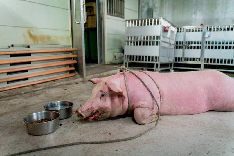 從運豬車上掉落的白隻，在板橋動物之家待了兩個禮拜都沒人前來領回。 新北市動保處/提供