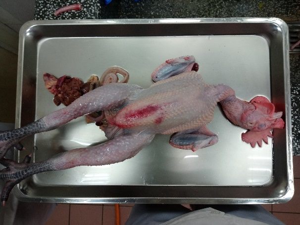 位於萬華區的台北市家禽批發市場又傳出雞隻屠體感染H5N2禽流感。 台北市動保處/提供