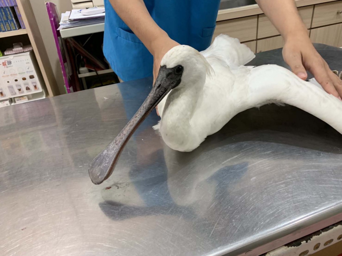 花蓮農業處在花蓮溪口救援兩隻黑面琵鷺，最後因肉毒桿菌中毒身亡。 花蓮縣政府/提供