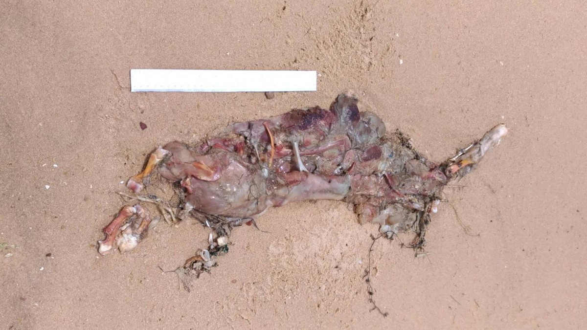 金門縣金寧鄉慈湖三角堡岸際發現一具已腐爛的海漂豬屍，驗出非洲豬瘟病毒。 金門縣政府/提供