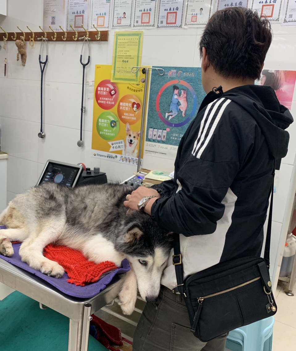 飼主帶毛小孩就醫時，務必挑選合法的動物醫療機構。 新北市動保處/提供