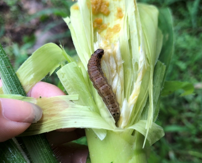 苗栗縣飛牛牧場的青割玉米植株上發現台灣首例秋行軍蟲幼蟲。 防檢局/提供
