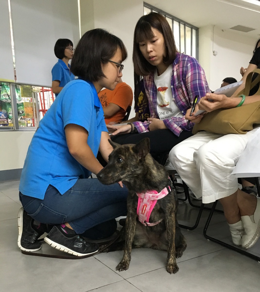 全國動物醫院開辦「寵物雙語小學」，讓飼主更了解毛小孩。 全國動物醫院