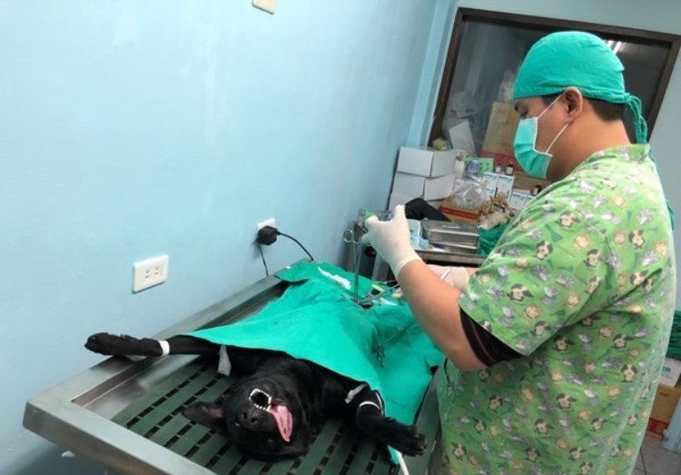 花蓮縣積極推廣犬貓絕育補助，希望從源頭解決流浪動物的問題。 花蓮縣動植物防疫所/提供