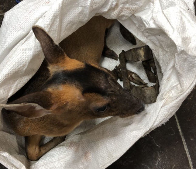 基隆動保所救援一隻遭捕獸頰夾傷的母山羌。 基隆動保所/提供