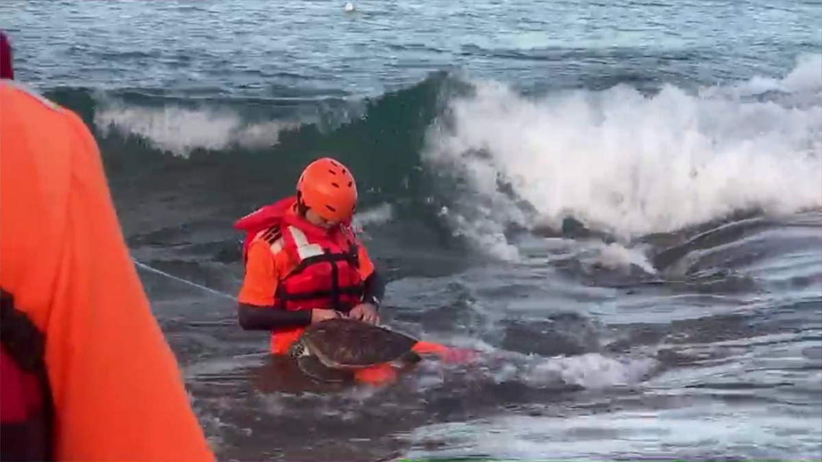 屏東外海有2隻保育類綠蠵龜受困廢棄漁網，海巡人員冒險涉水搶救。 海巡署/提供