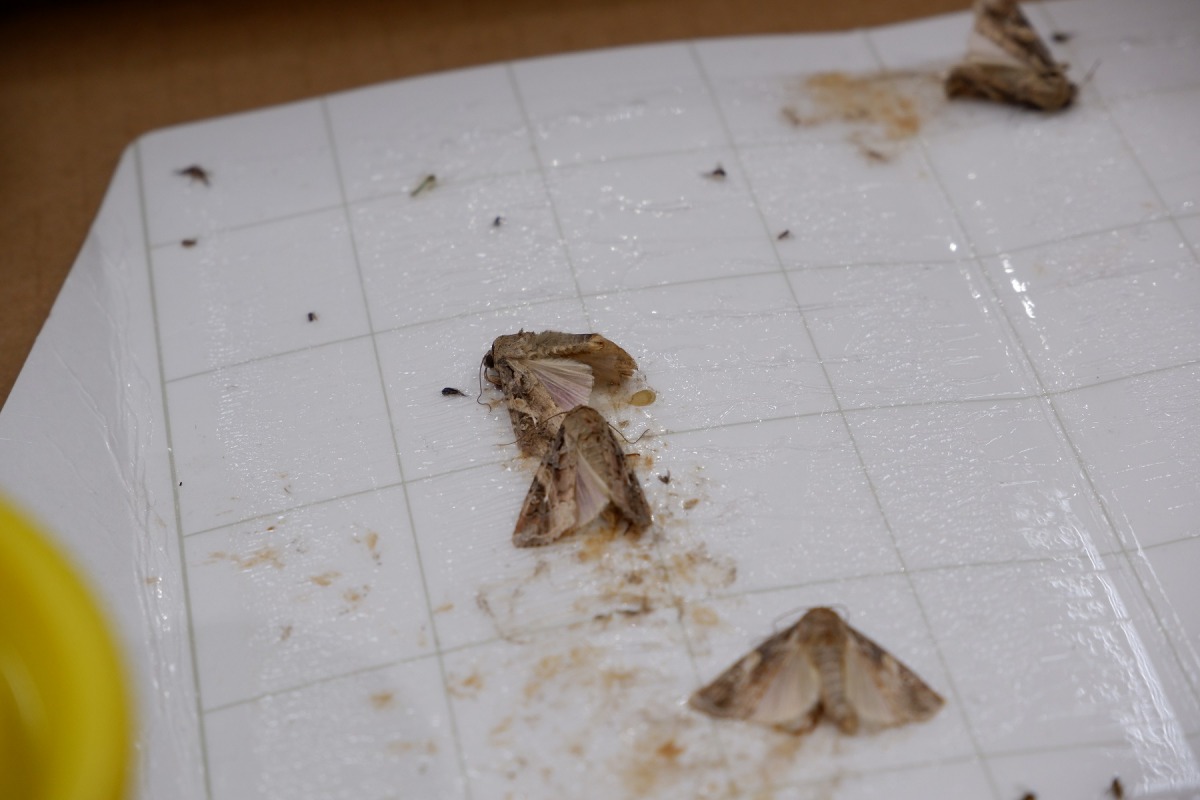 馬祖福澳港捕捉到的成蟲，經鑑定確認是秋行軍蟲。 防檢局/提供