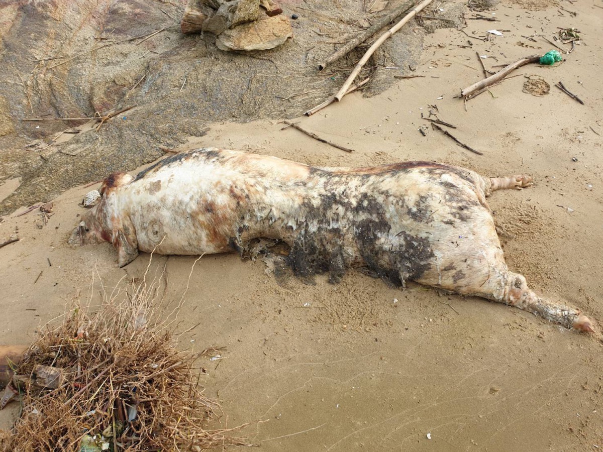 金門縣大膽島發現一具海漂豬屍確認驗出非洲豬瘟。 金門縣政府/提供