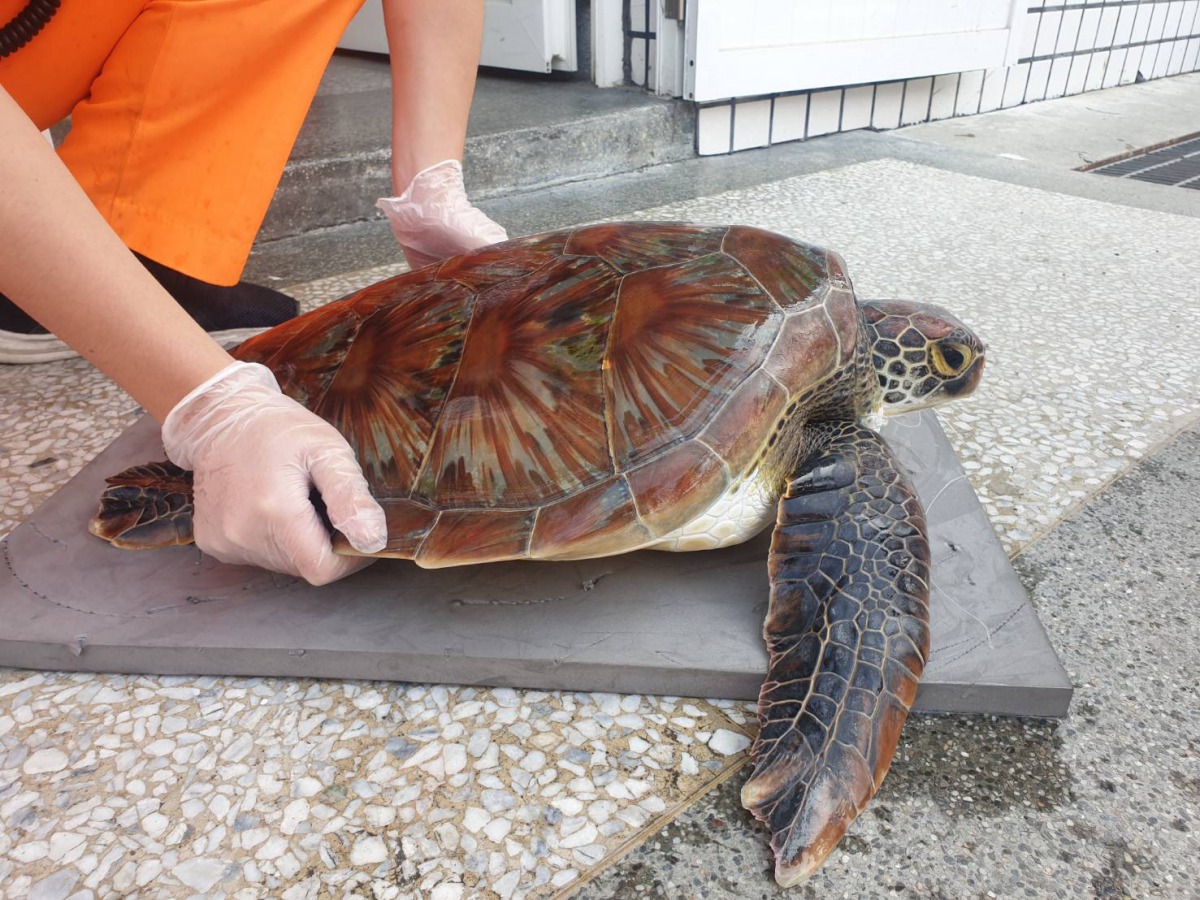 台東1天內發現2隻保育類綠蠵龜，其中1隻嘴裡卡著魚鉤。 海巡第十三岸巡隊/提供
