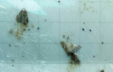 全台共捕獲55隻秋行軍成蟲。(圖為苗栗大湖發現的成蟲) 防檢局/提供