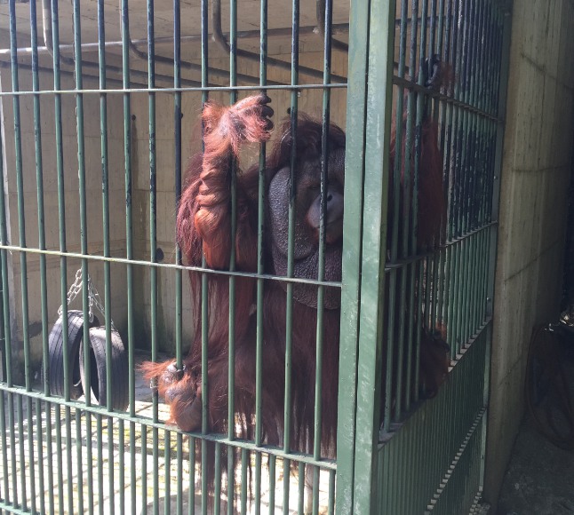 林務局會與地方政府要求飼養保育類野生動物飼主應提升動物福祉。(圖為森林鳥花園紅毛猩猩) 台灣防止虐待動物協會/提供