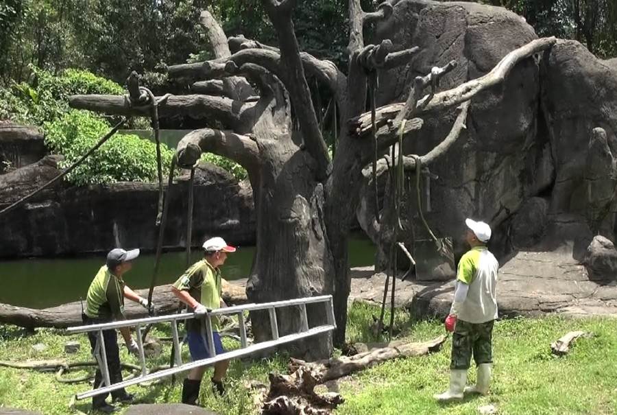 工作人員在休園期間合力修繕臺灣獼猴島棲架及增加行為豐富化設施。 台北市立動物園/提供