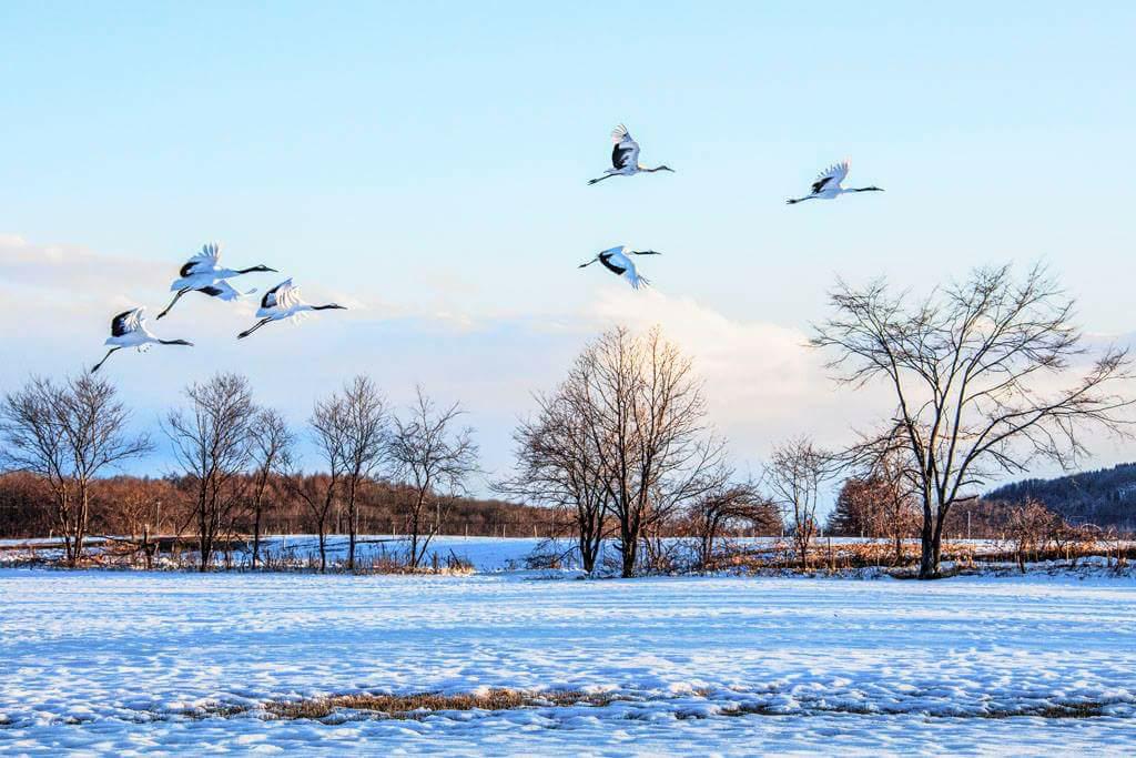彭雲鋒8度造訪日本北海道拍攝丹頂鶴的美麗照片。 彭雲鋒/提供