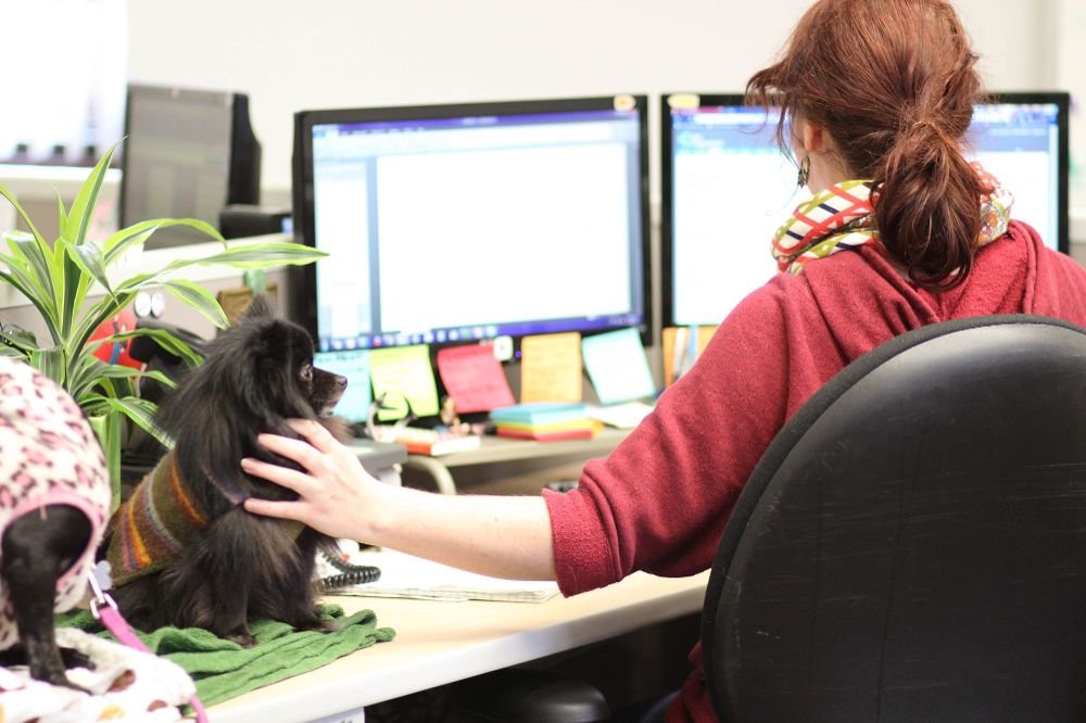 每年6月的最後一個週末是「帶狗上班日」。 資料照片 取自/Trupanion