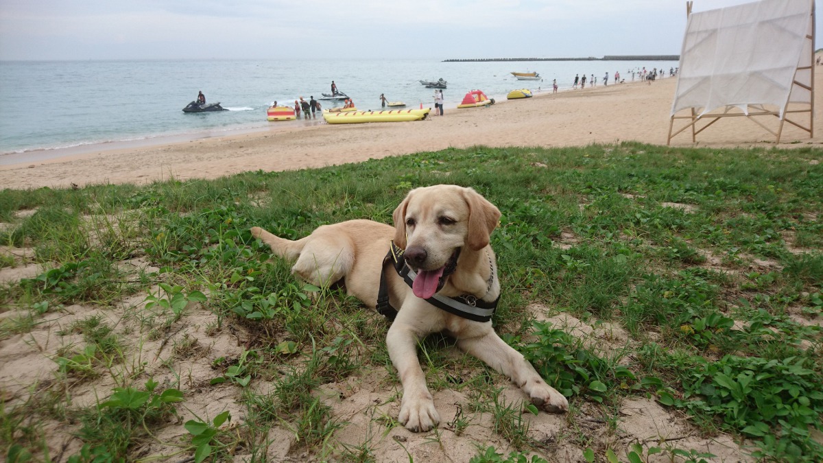 澎湖警犬隊創隊元老「歐弟」將在6月底退休。 澎湖縣警察局/提供