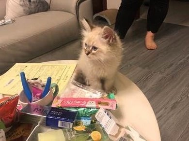 動保處查獲民眾私自繁殖布偶貓，並冒用合法寵物業許可證在網路上販售。 新北市動保處/提供