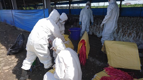 H5N8禽流感通報結案後再次於屏東爆發疫情。台灣動物新聞網資料照片非本次受感染禽場  屏東縣政府/提供