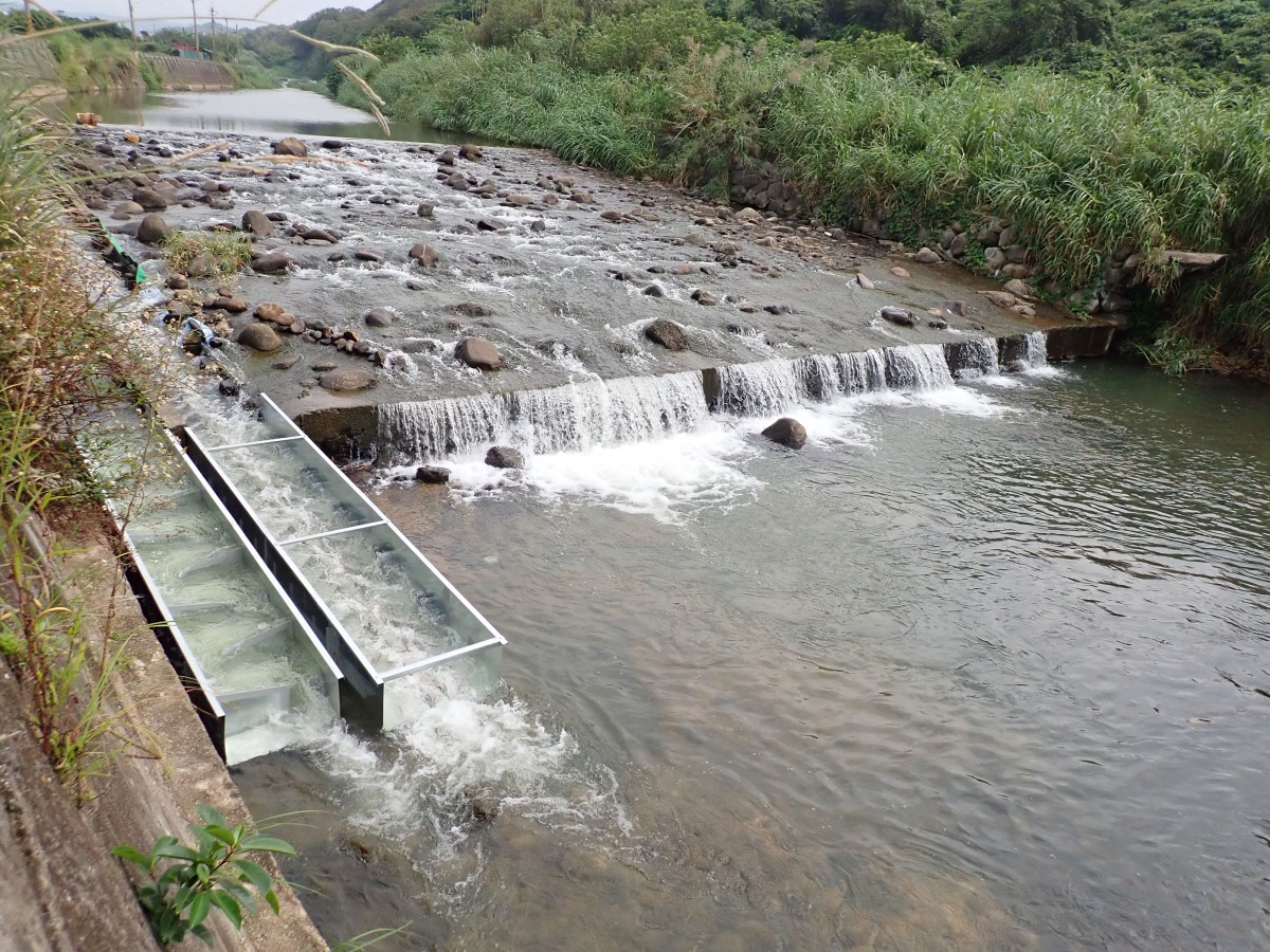 大屯溪完成修繕傳統階段式魚道與新建新型魚骨型魚道工程，讓迴游生物可以找到回家的路。 新北市水利局/提供