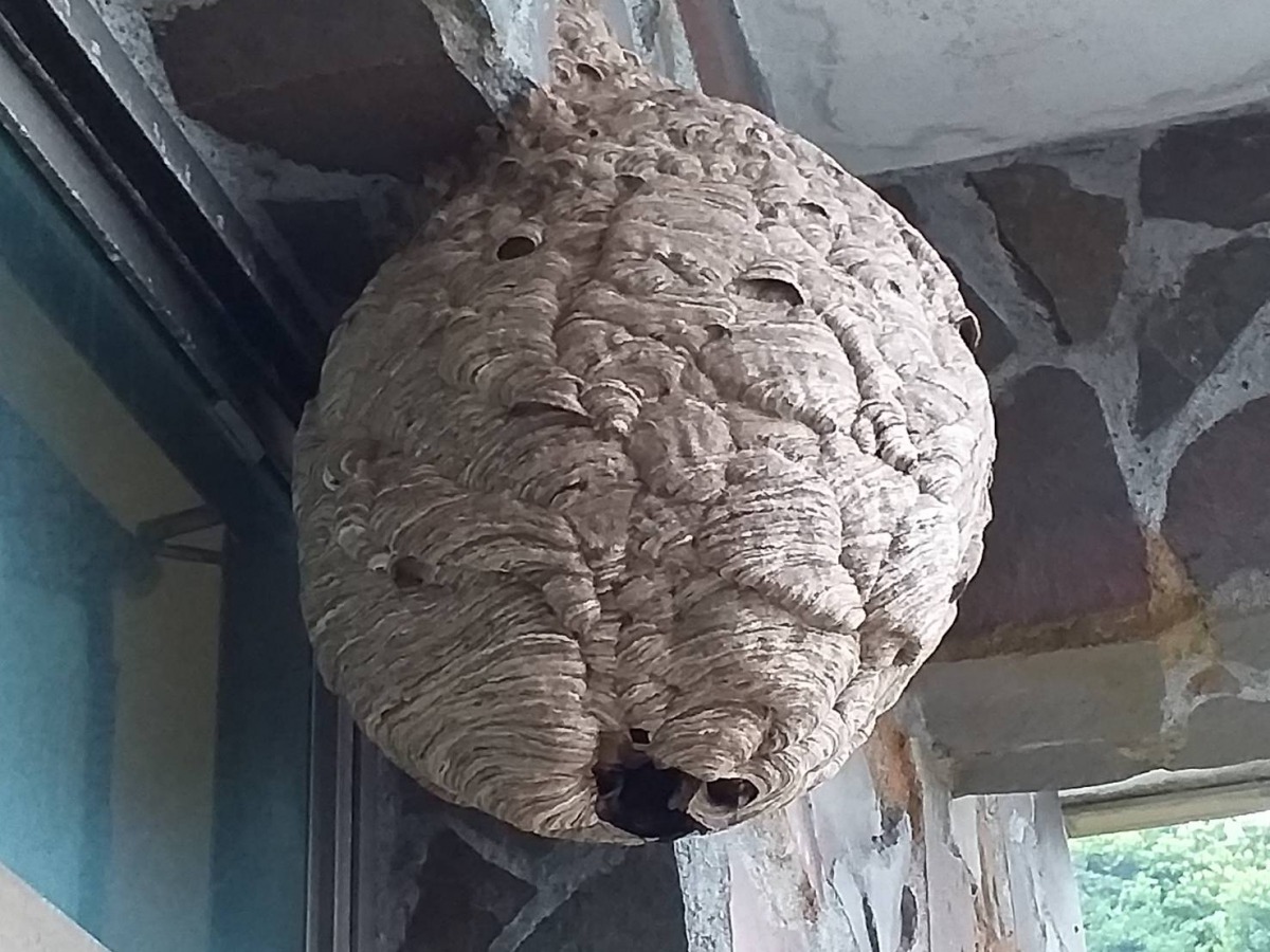 夏季是虎頭蜂活耀的季節，民眾若是發現蜂巢應及早通報，避免蜂巢長成籃球大小。 新北市動保處/提供