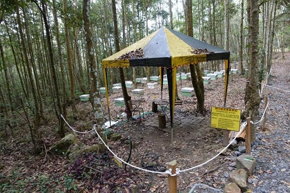 林業試驗所點出林地養蜂的3項關鍵。 林試所/提供