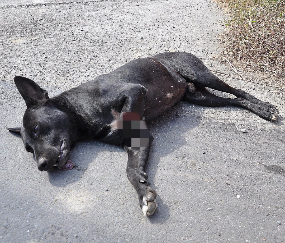 遭捕獸夾夾斷腿的浪浪，在路邊被民眾發現。 台灣動物緊急救援小組/提供