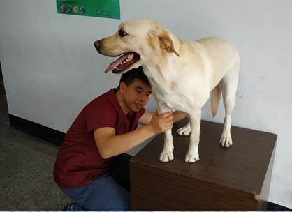 新北市動保處獸醫師每半年會替新北警犬隊的警犬們做健康檢查。 新北市動保處/提供