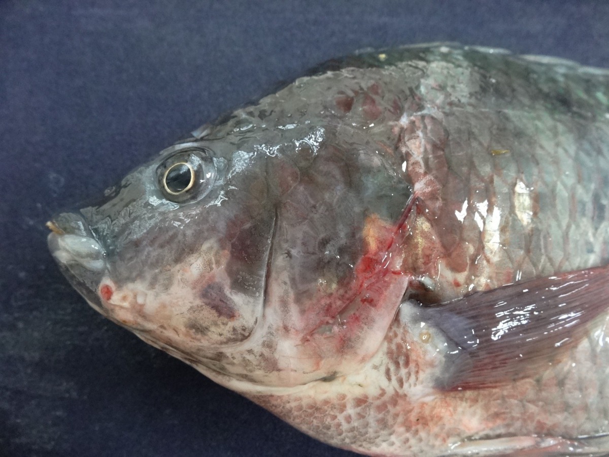 連日高溫及大雨導致魚隻細菌感染，體表會有泛紅的現象。 嘉義縣家畜疾病防治所/提供