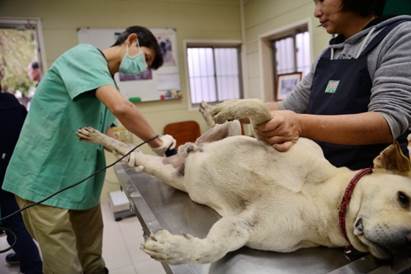 新北市動保處舉辦偏鄉母犬免費絕育活動。  新北動保處/提供
