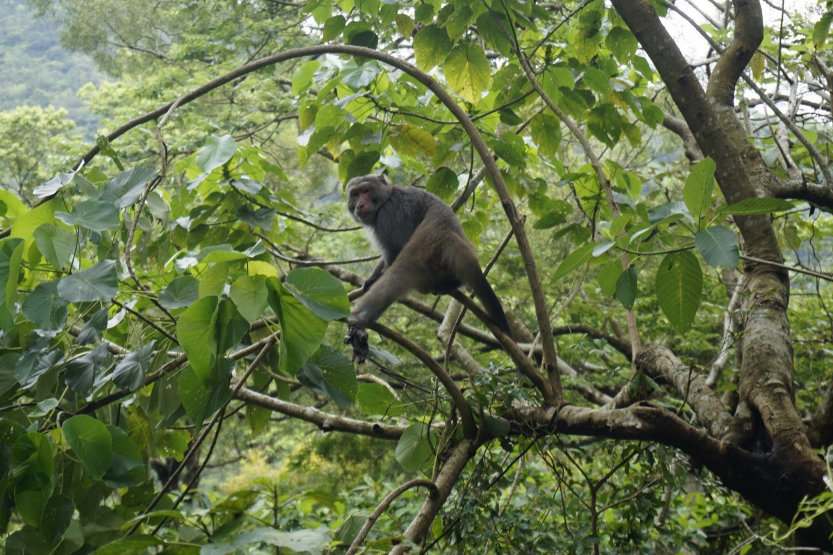 林管處在巡山時，發現一隻不小心踩中到套索陷阱的台灣獼猴。 屏東林管處/提供