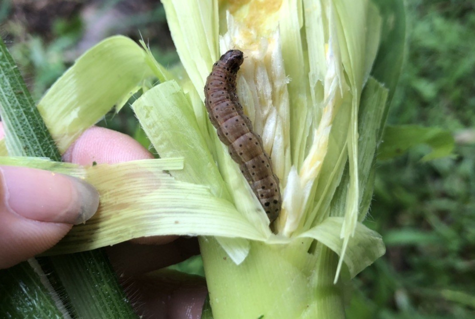 秋行軍蟲已蔓延全台，僅剩嘉義市未淪陷。 圖為台灣首例秋行軍蟲 防檢局/提供