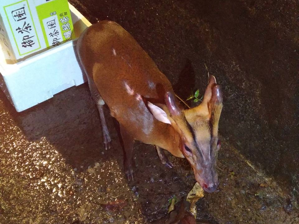 疑似遇到車禍的山羌身上明顯多處擦傷，隨後被員警帶回安置。 瑞芳警分局/提供