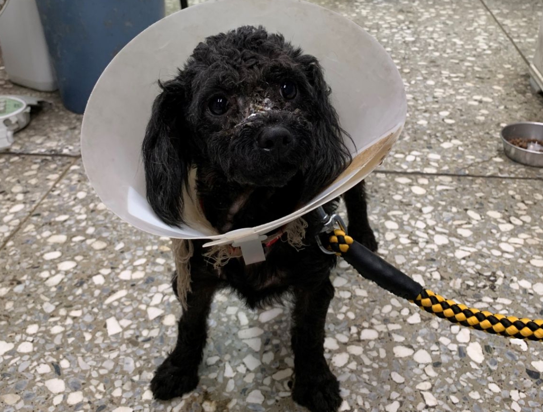 鼻吻部有環狀傷口的黑色貴賓犬，經過動保醫院驗傷後研判是在外流浪時不小心遭到橡皮筋纏繞。 新北市動保處/提供