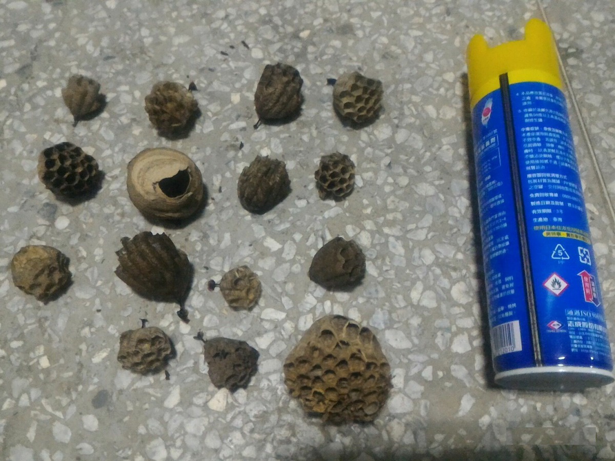 義方國小內出現15顆小蜂窩，通報動保處後在一個晚上內完成摘除。 新北市動保處/提供