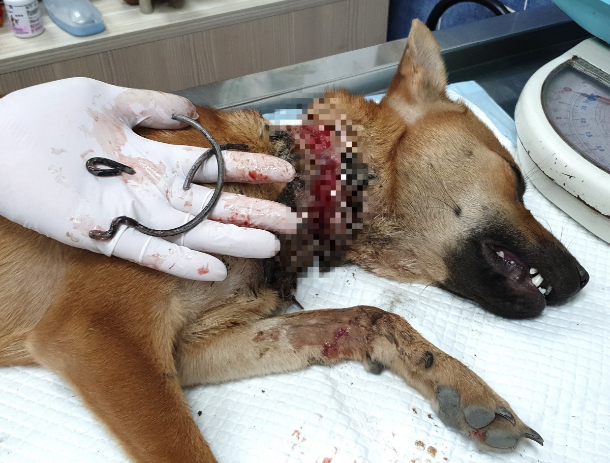 多良火車站日前出現一隻頸部遭粗鐵絲勒喉的浪犬，由在當地進行工程的人員PO網求援後獲救。 台灣動物緊急救援小組/提供