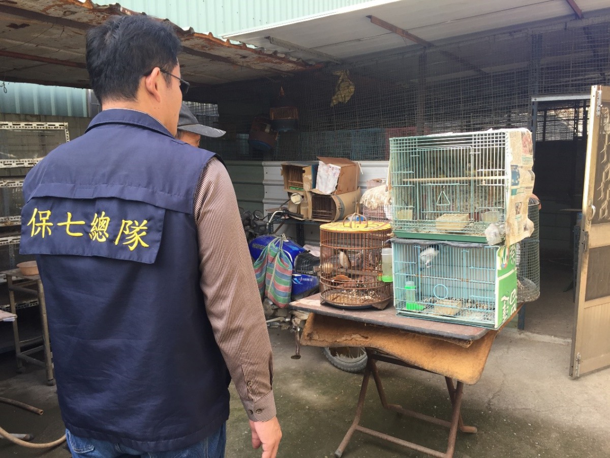 保七總隊於日前在高雄大寮查獲不肖商人非法獵捕保育鳥類。 保七總隊第八大隊/提供