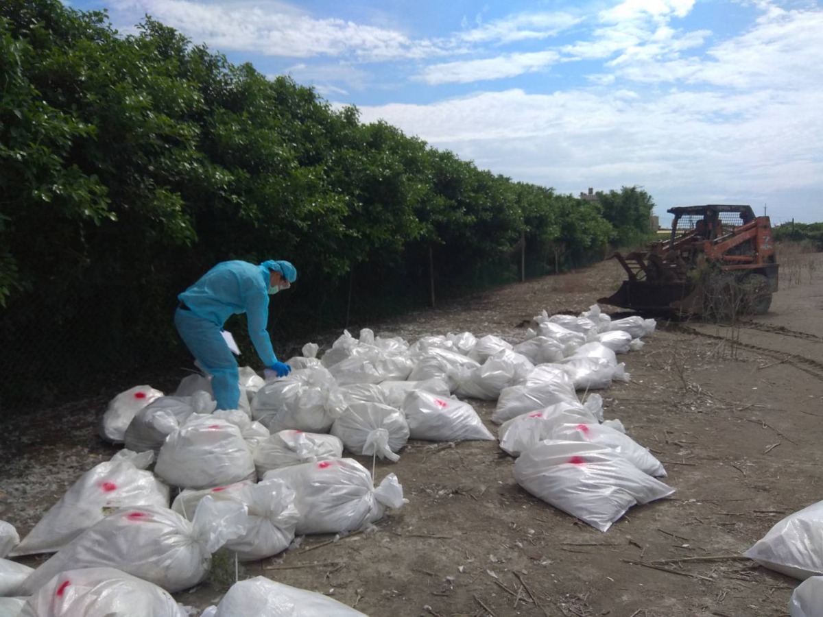 彰化縣芳苑鄉一處肉鴨場傳出H5N2禽流感，防疫人員到場進行撲殺作業。 彰化縣動物防疫所/提供