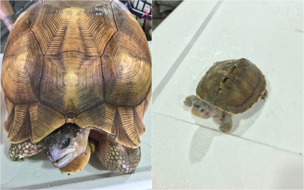 台北海關18日查獲走私保育類野生動物。(左為瀕臨絕種的安哥洛卡陸龜、右為二級保育類棕靴稜背龜) 台北關/提供