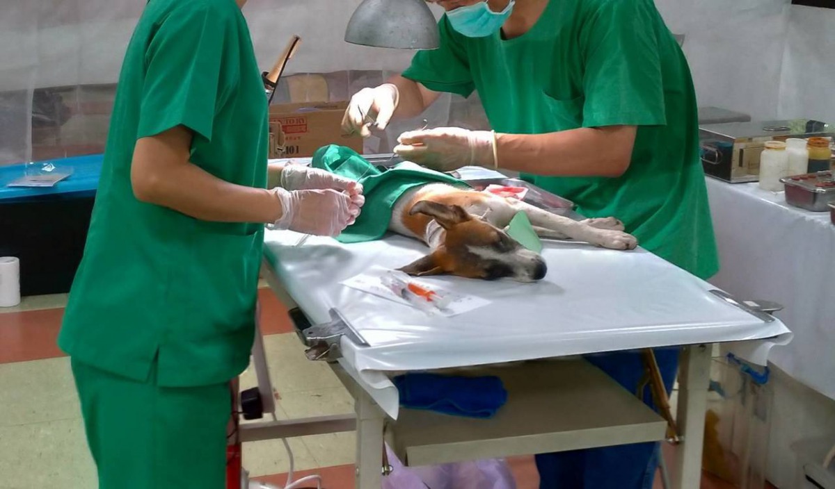 降低人犬衝突，高雄市動保處21日辦理犬貓絕育、晶片植入登記及狂犬病疫苗注射三合一活動。 高雄市動保處/提供