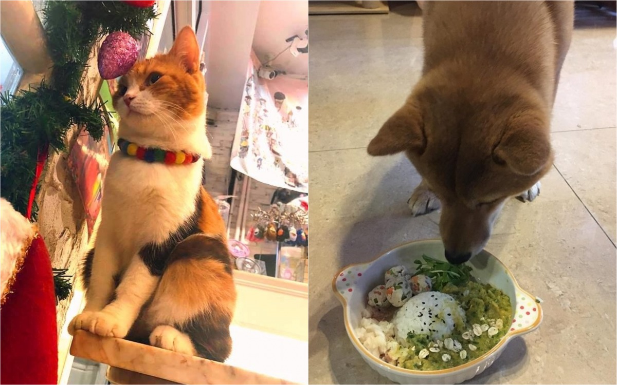 飼主只要帶寵物到友善餐廳(左)或是自製創意料理給毛小孩吃(右)，就可以參加新北市動保處舉辦的情人節活動。 新北市動保處/提供