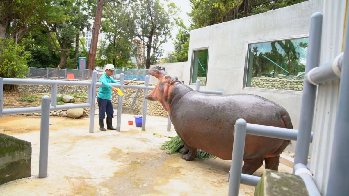 新竹市立動物園的河馬新水池已完工，市府將在下個(8)月舉辦河馬入新厝活動。 新竹市政府/提供