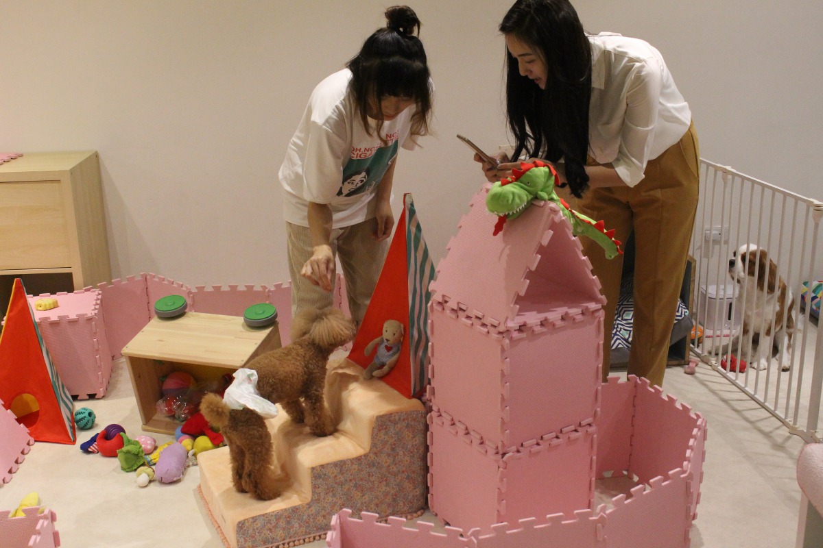 寵物幼兒園每天都安排課程(遊戲時間)，由老師們陪毛小孩動一動。 姚崇仁/攝