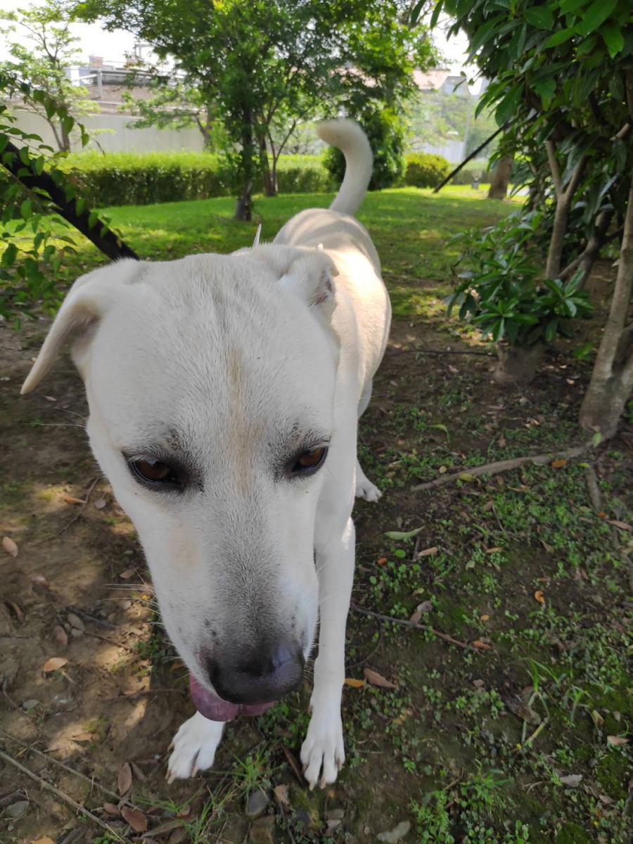 咬破紗窗後不慎墜樓的犬隻生前身影。 台北市動保處/提供