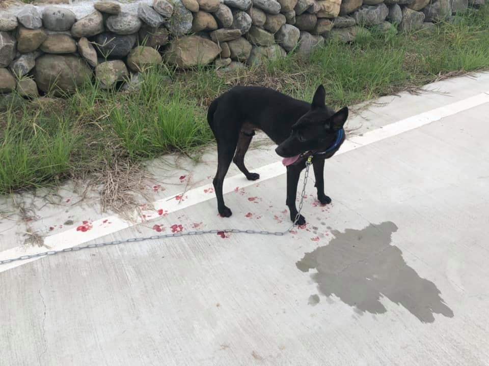 雲林北港傳出有民眾用機車牽引犬隻，導致腳掌受傷流血，目前涉案民眾已遭雲林動保所裁罰。翻攝自/臉書社團北港人(讚)出來