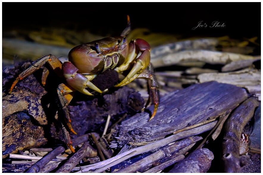 每年7月到10月是陸蟹的繁殖期，同時也是發生路殺的高峰期。 海生館/提供