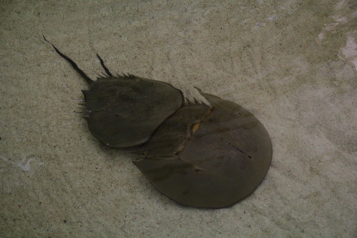 活化石「鱟」時常成雙成對的出現，因此又稱為「夫妻魚」，嘉義縣政府也特別將七夕情人節訂為「鱟保育日」並舉辦活動邀民眾響應。 嘉義縣政府/提供