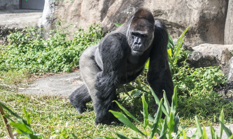 金剛猩猩「寶寶」將在3月中送到荷蘭。 台北市立動物園/提供