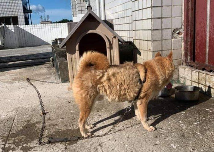 飼主將柴犬鍊在頂樓無遮蔽處忍受高溫曝曬，被基隆動保所依《動保法》開罰6000元。 基隆動物保護防疫所/提供